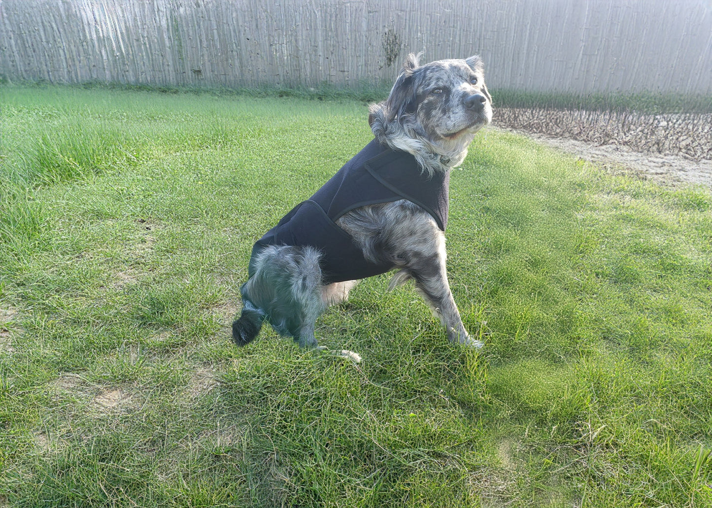 Healers Dog Anxiety Vest and Body Wrap,Front Module, Helps Reduce Anxiety and Protect Pet Post Surgery, Pet Apparel,Medium