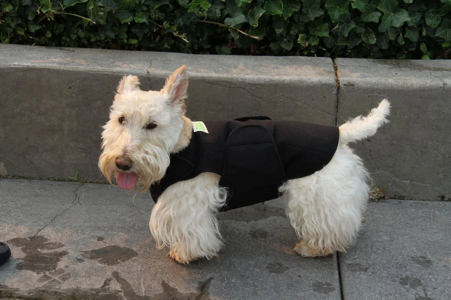 Healers Dog Anxiety Vest and Body Wrap,Front Module, Helps Reduce Anxiety and Protect Pet Post Surgery, Pet Apparel,Medium